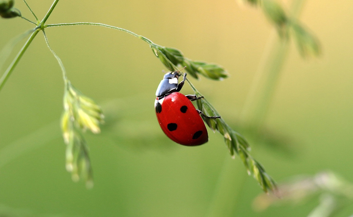 comparativo Coccinelle Furla