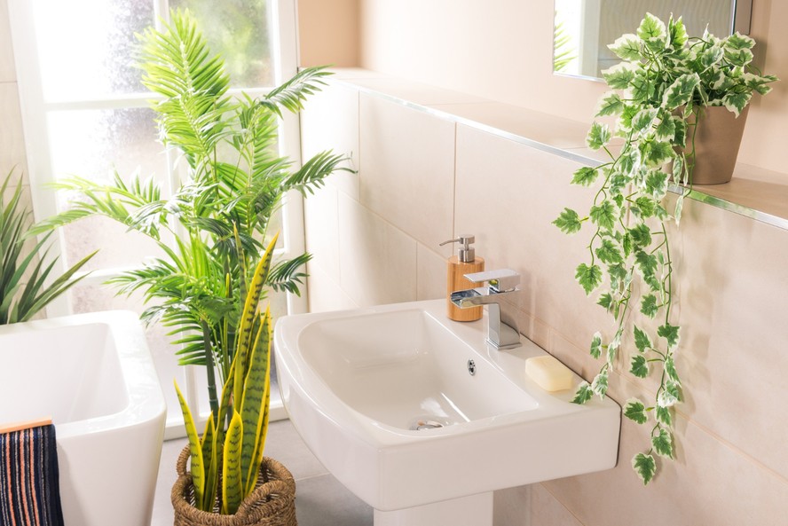 plantas para banheiro sem sol