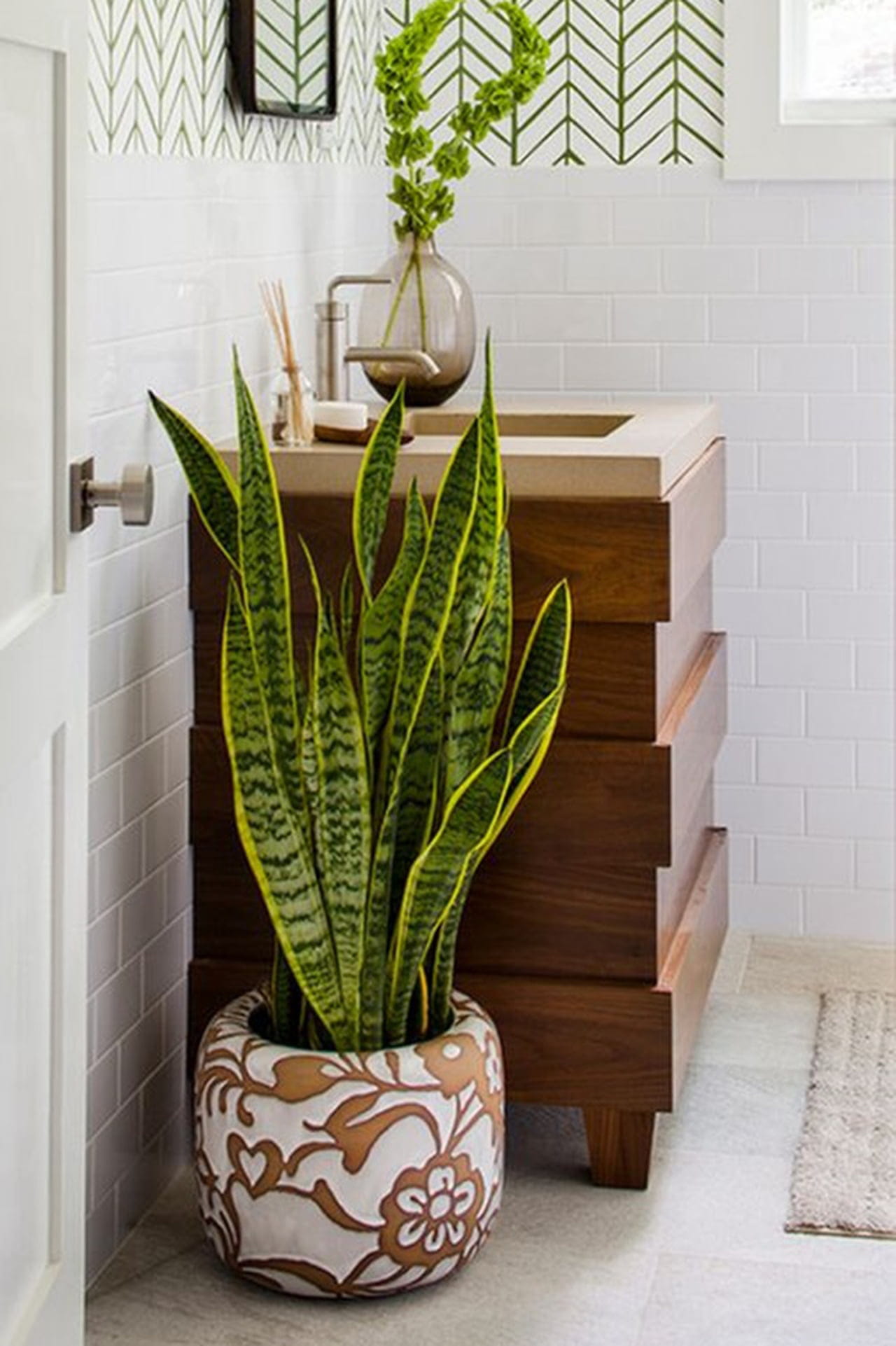plantas que gostam de umidade