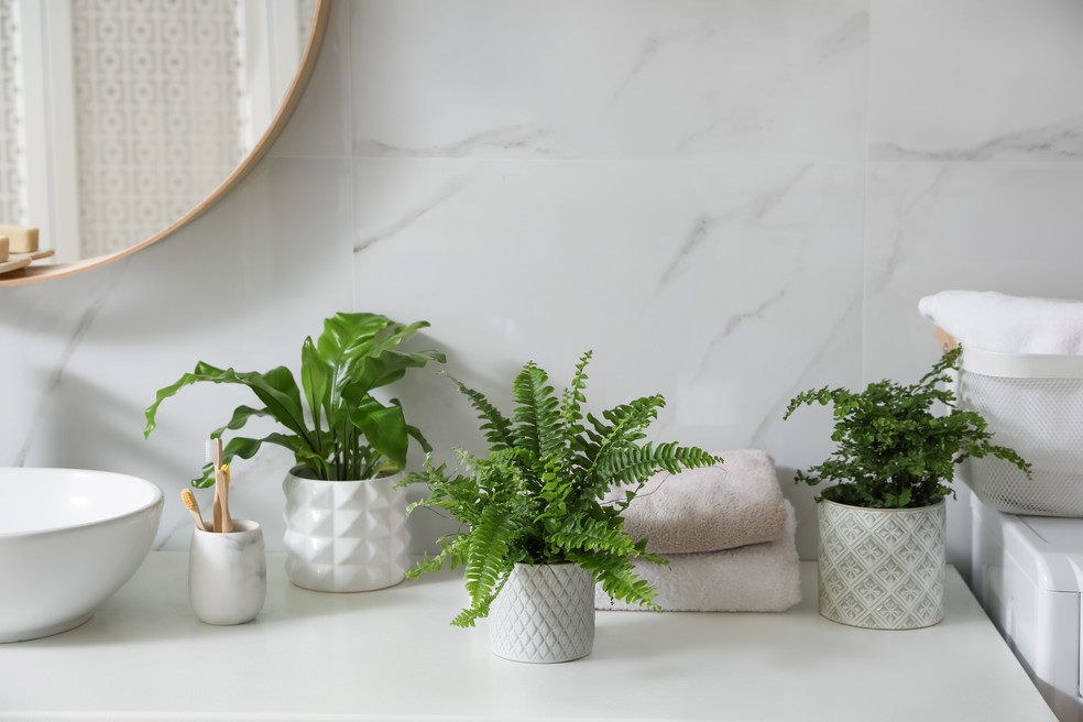como cuidar de plantas no banheiro