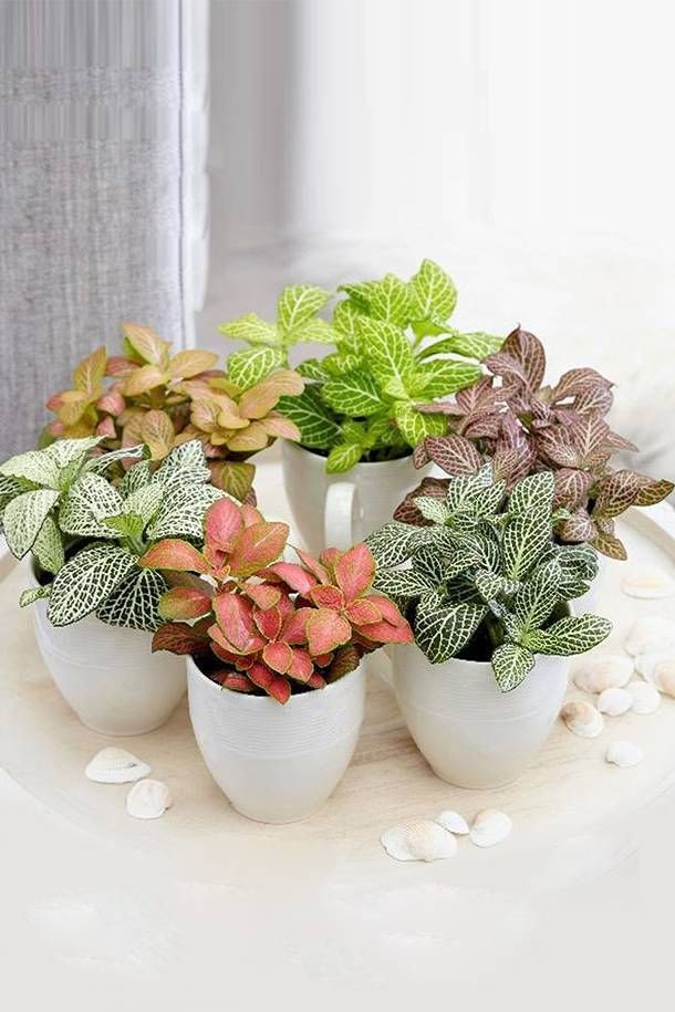 plantas purificadoras de ar para banheiro