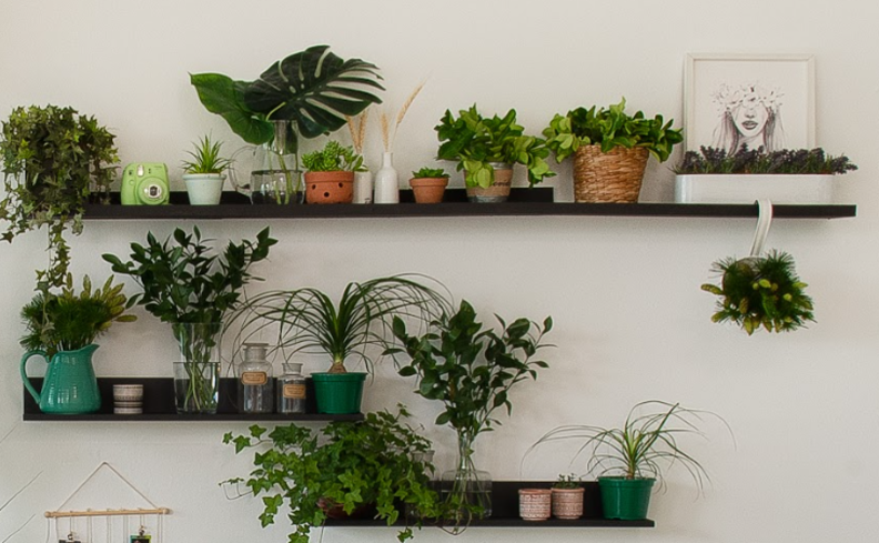 plantas pendentes para banheiro