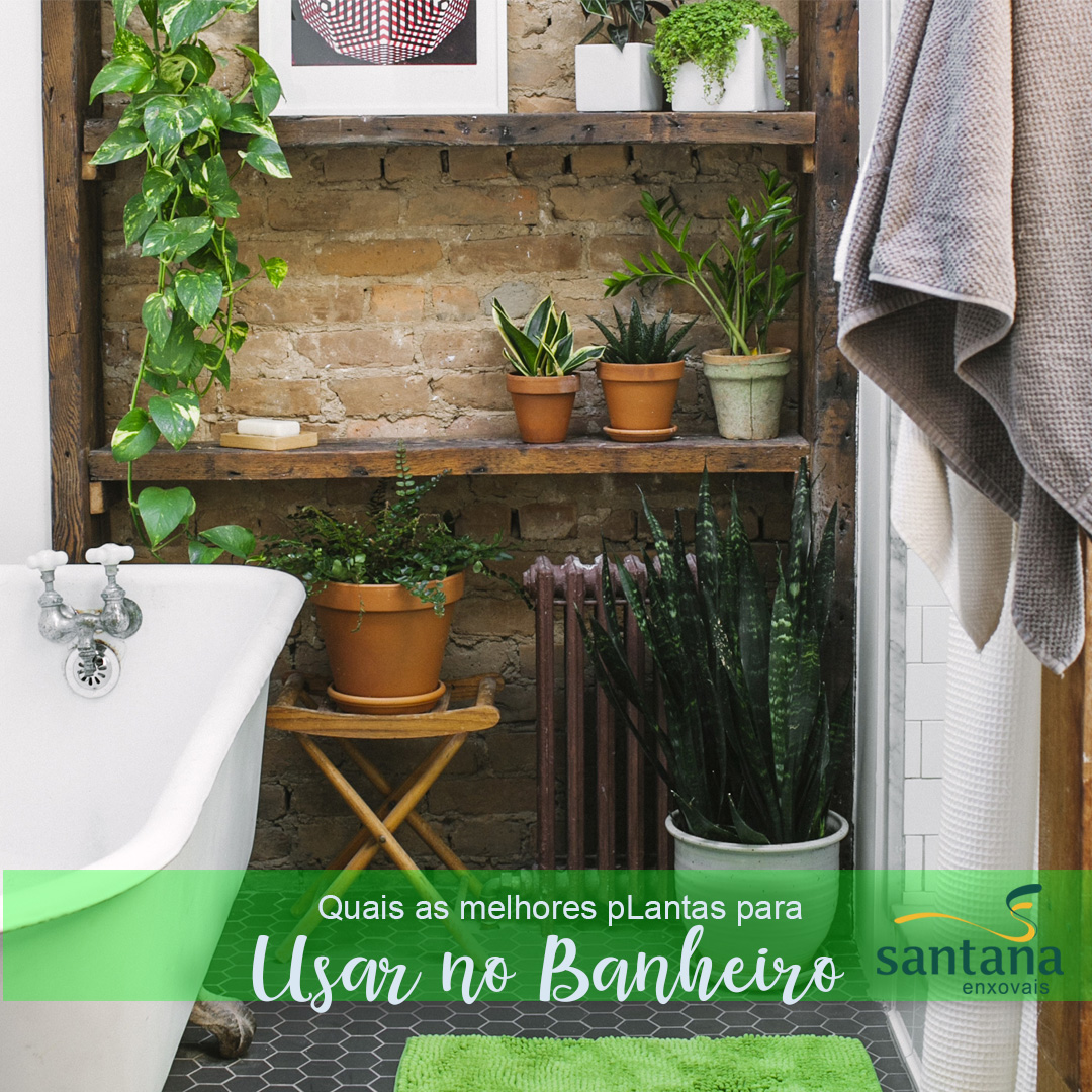 espécies de plantas para ambientes úmidos