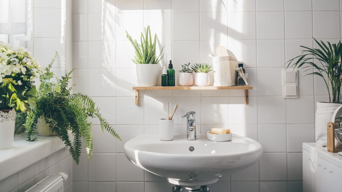 plantas para banheiro sem sol