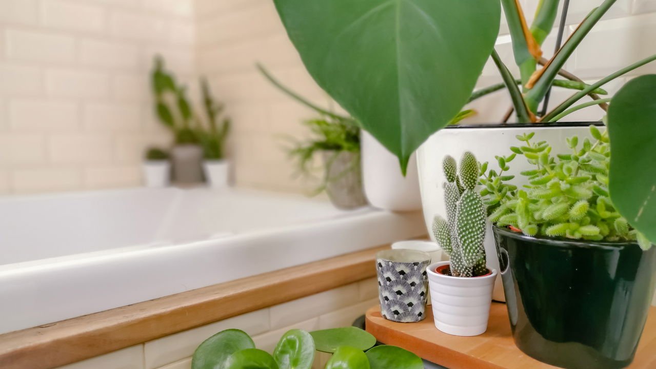 plantas que gostam de umidade