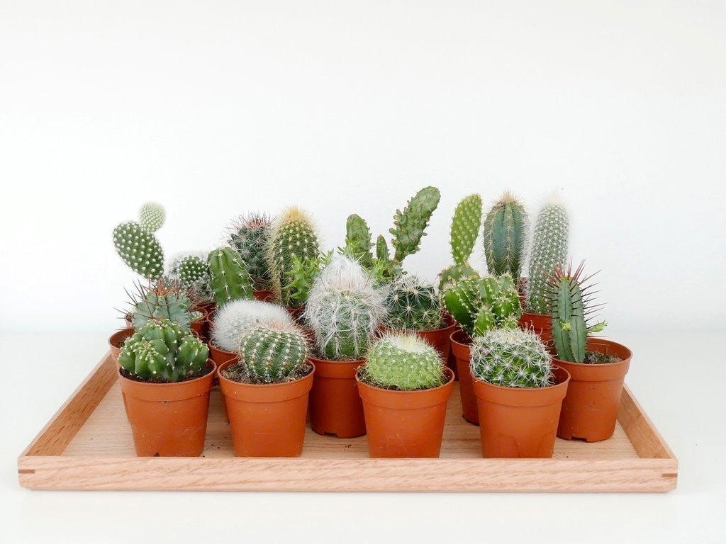 como cuidar de plantas no banheiro