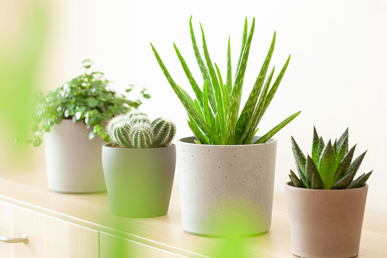 plantas purificadoras de ar para banheiro