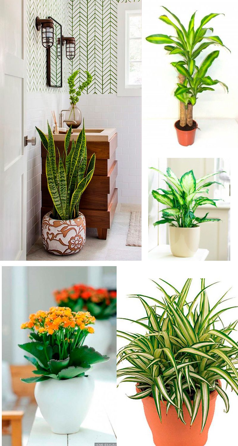 decoração banheiro com plantas