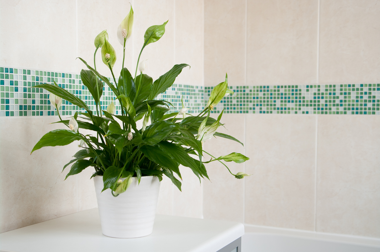 espécies de plantas para ambientes úmidos