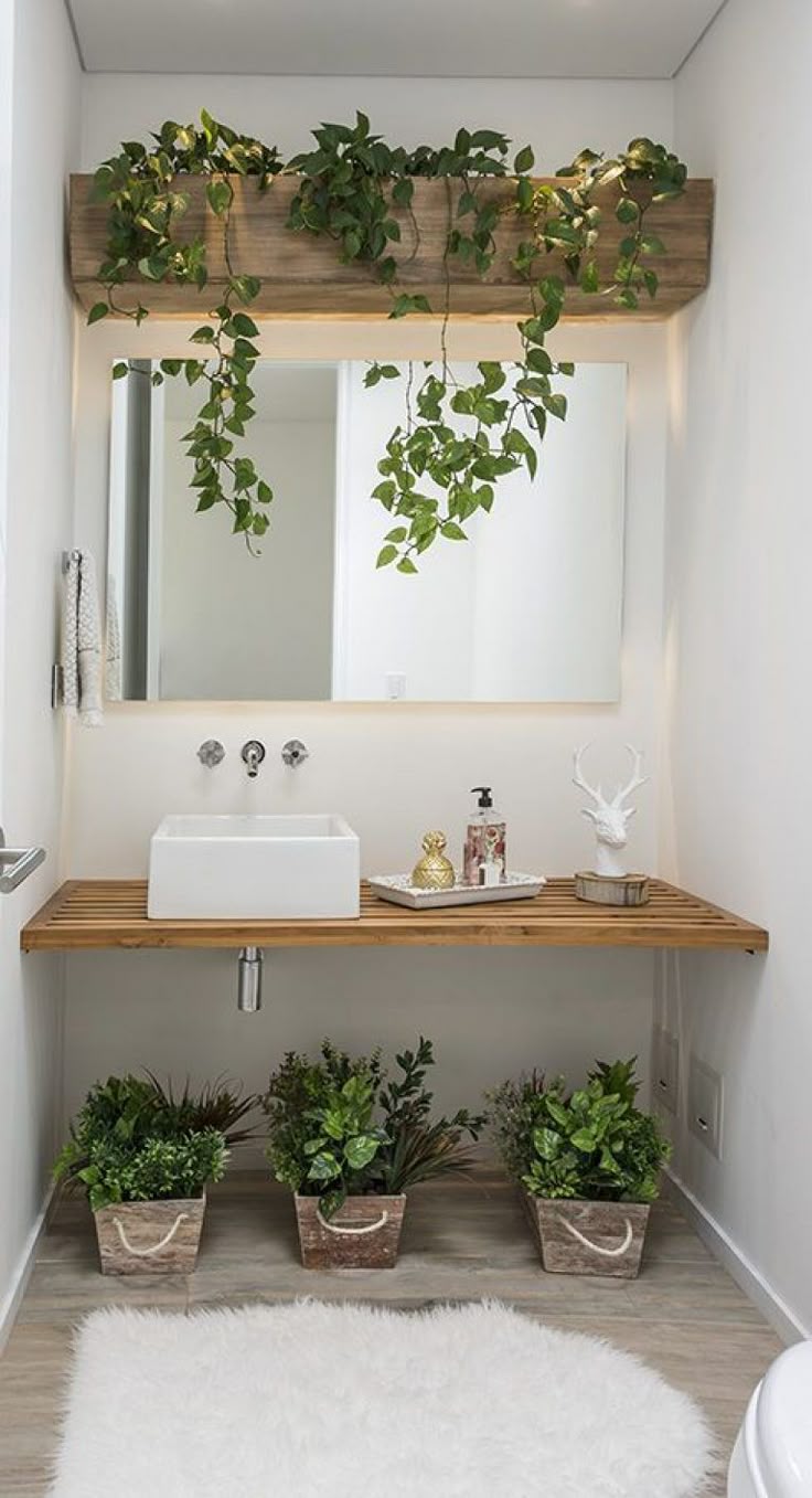 plantas para banheiro sem sol