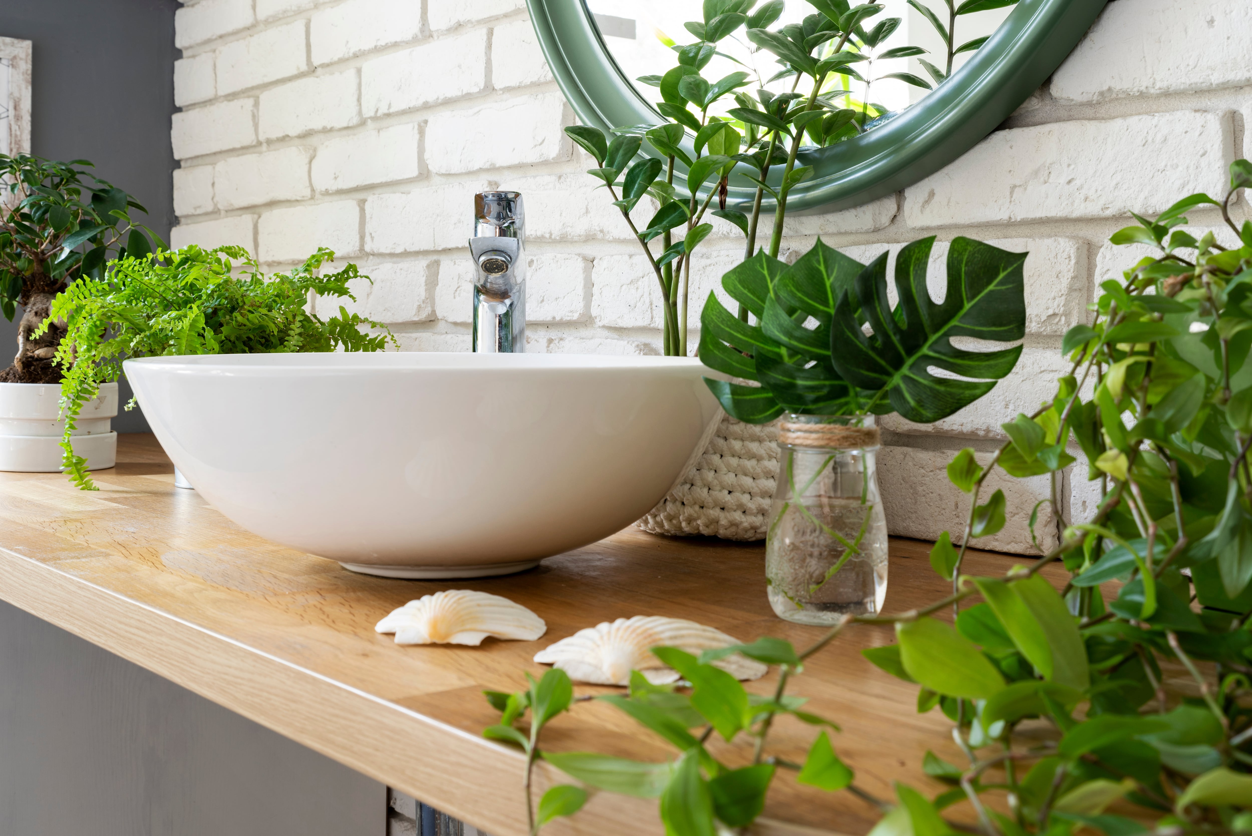 plantas que gostam de umidade
